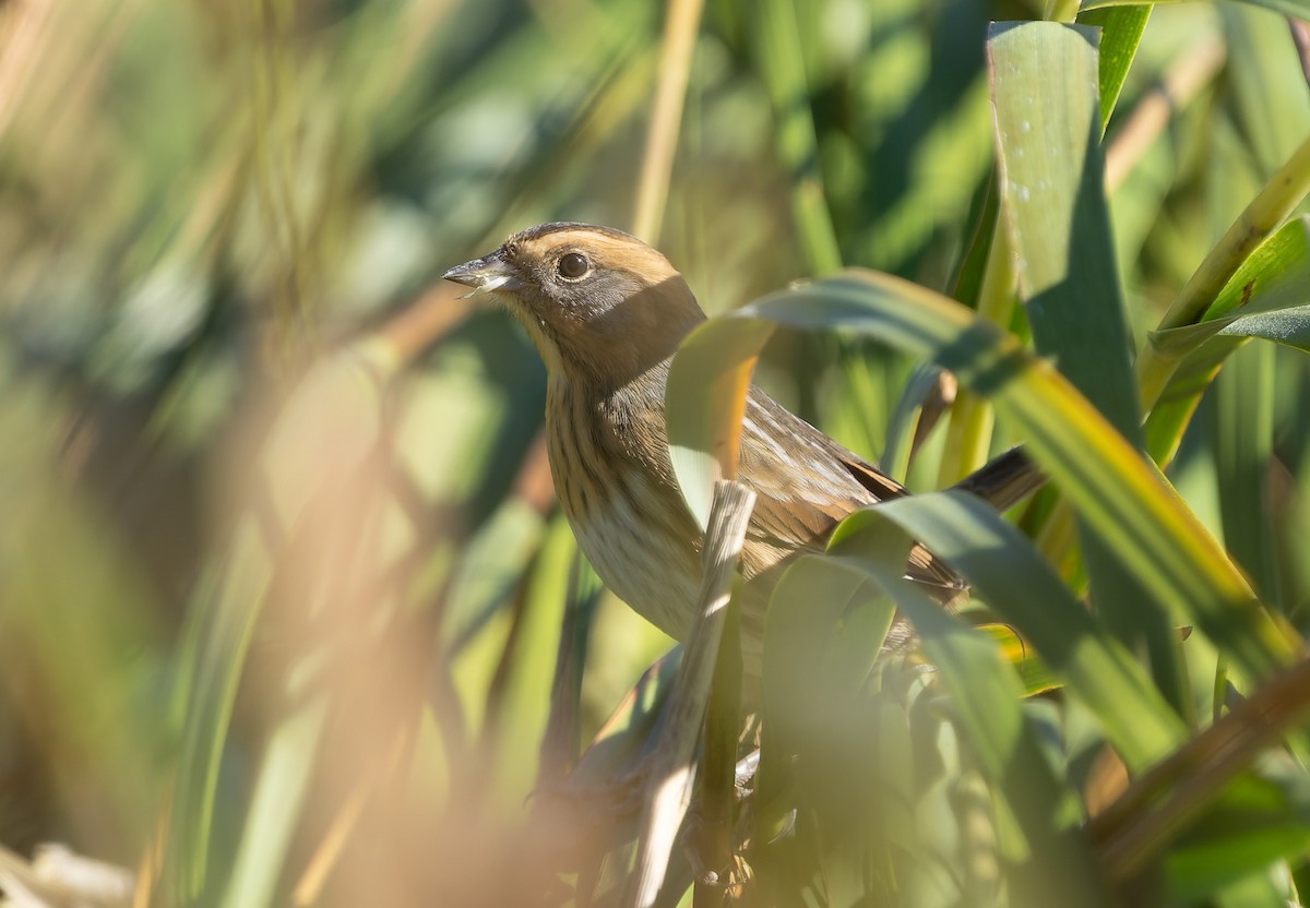 Nelson's/Saltmarsh Sparrow (Sharp-tailed Sparrow) - ML642859427
