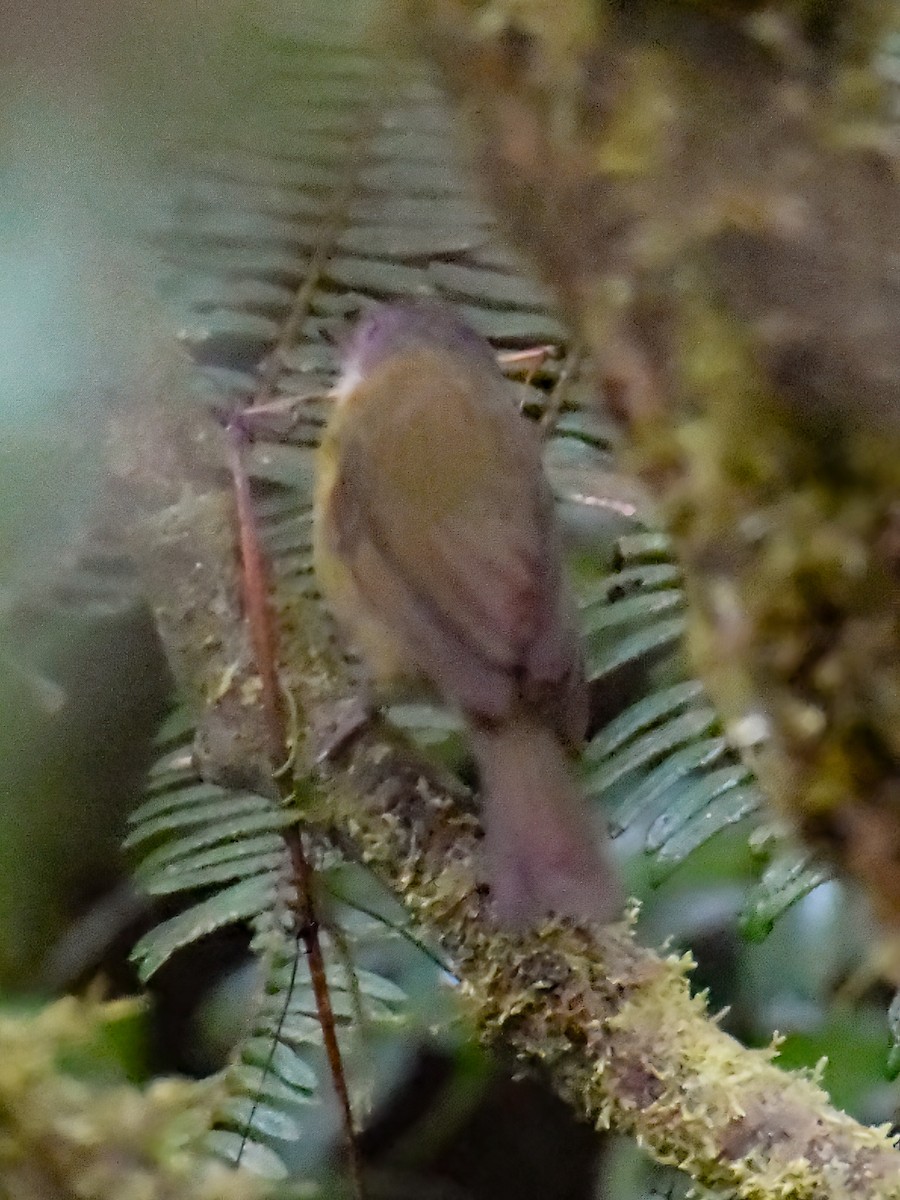 Gray-crowned Tetraka - ML642859428