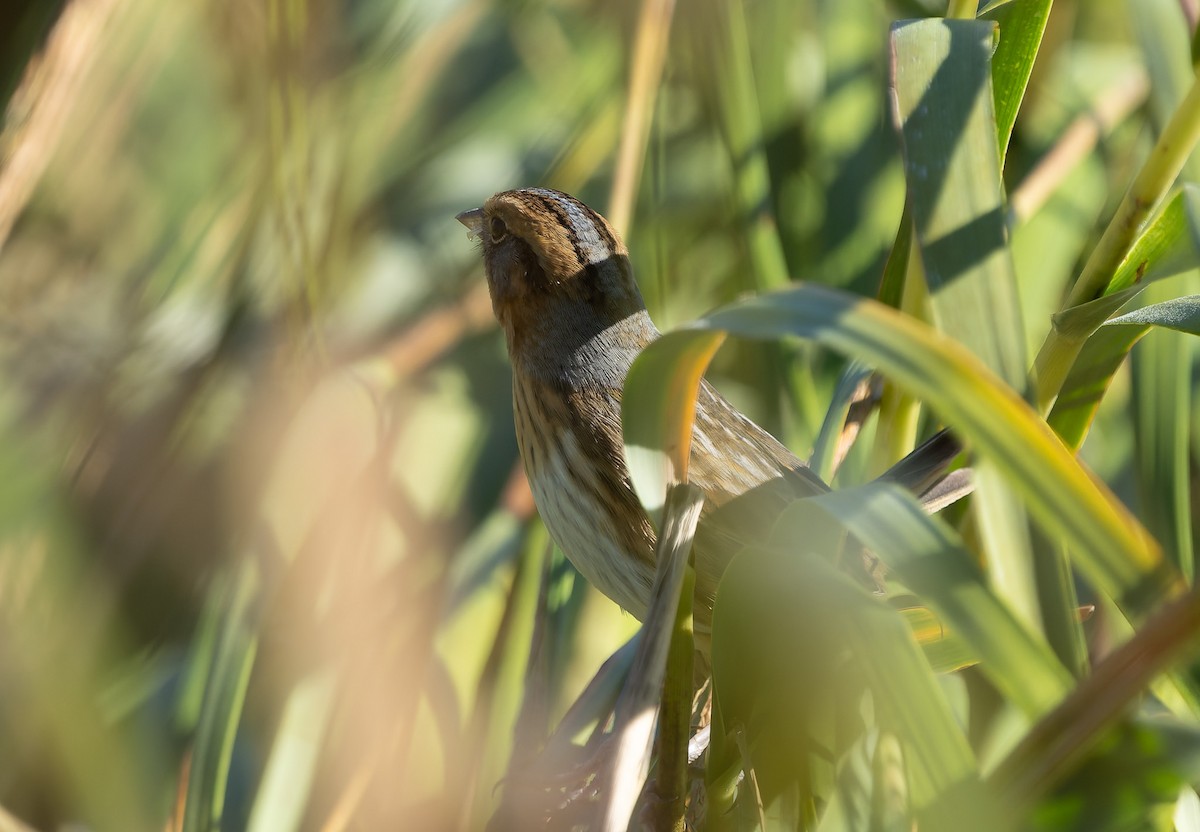 Nelson's/Saltmarsh Sparrow (Sharp-tailed Sparrow) - ML642859430