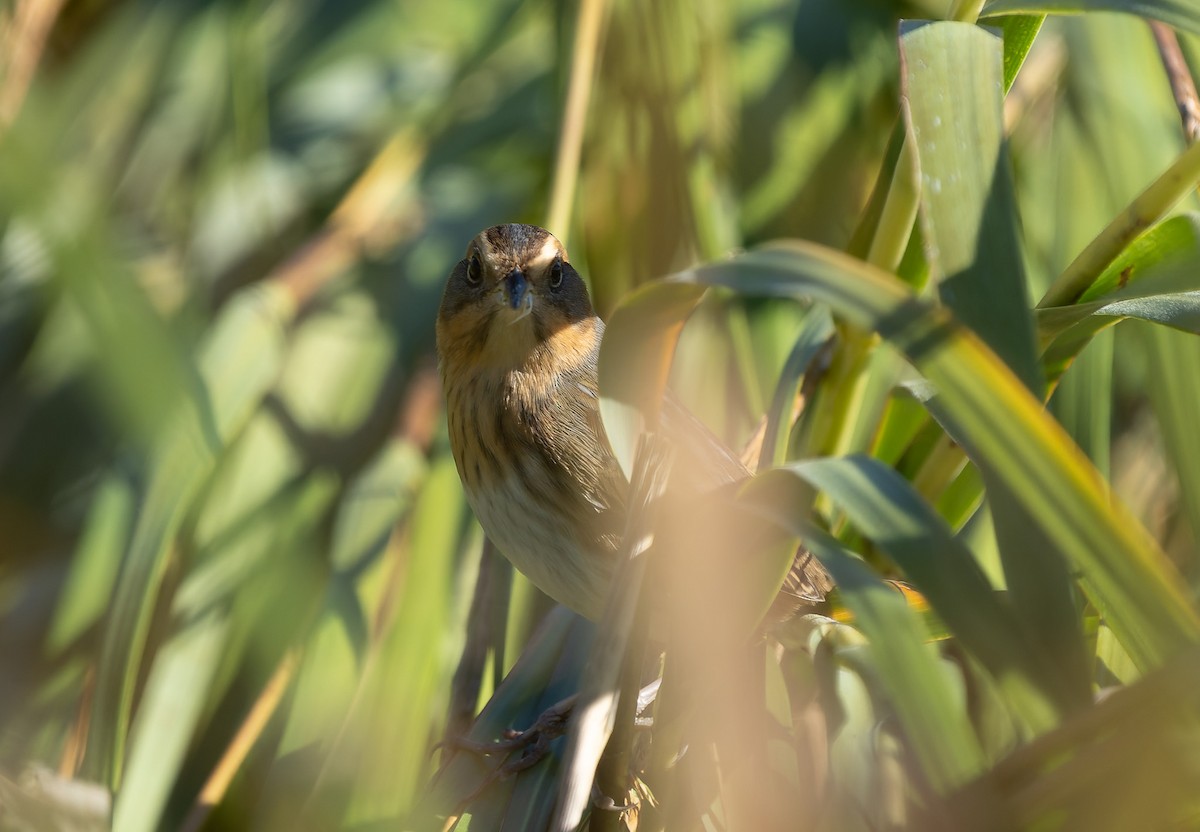 Nelson's/Saltmarsh Sparrow (Sharp-tailed Sparrow) - ML642859431