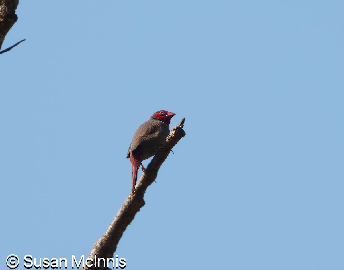 Crimson Finch - ML642859433
