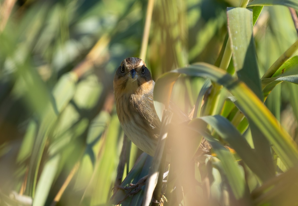 Nelson's/Saltmarsh Sparrow (Sharp-tailed Sparrow) - ML642859435
