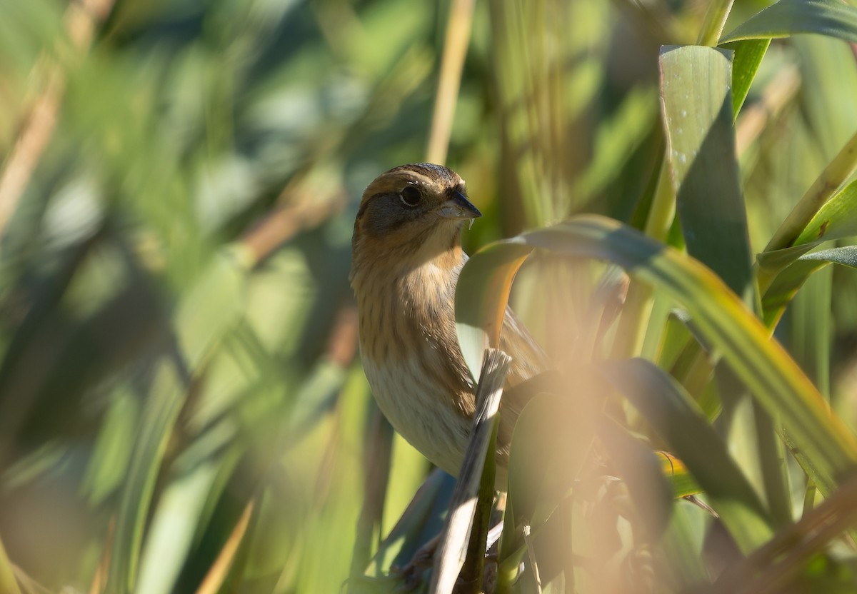 Nelson's/Saltmarsh Sparrow (Sharp-tailed Sparrow) - ML642859438