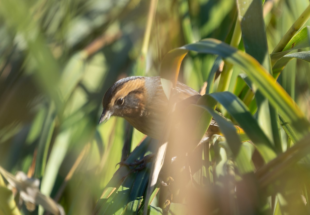 Nelson's/Saltmarsh Sparrow (Sharp-tailed Sparrow) - ML642859443