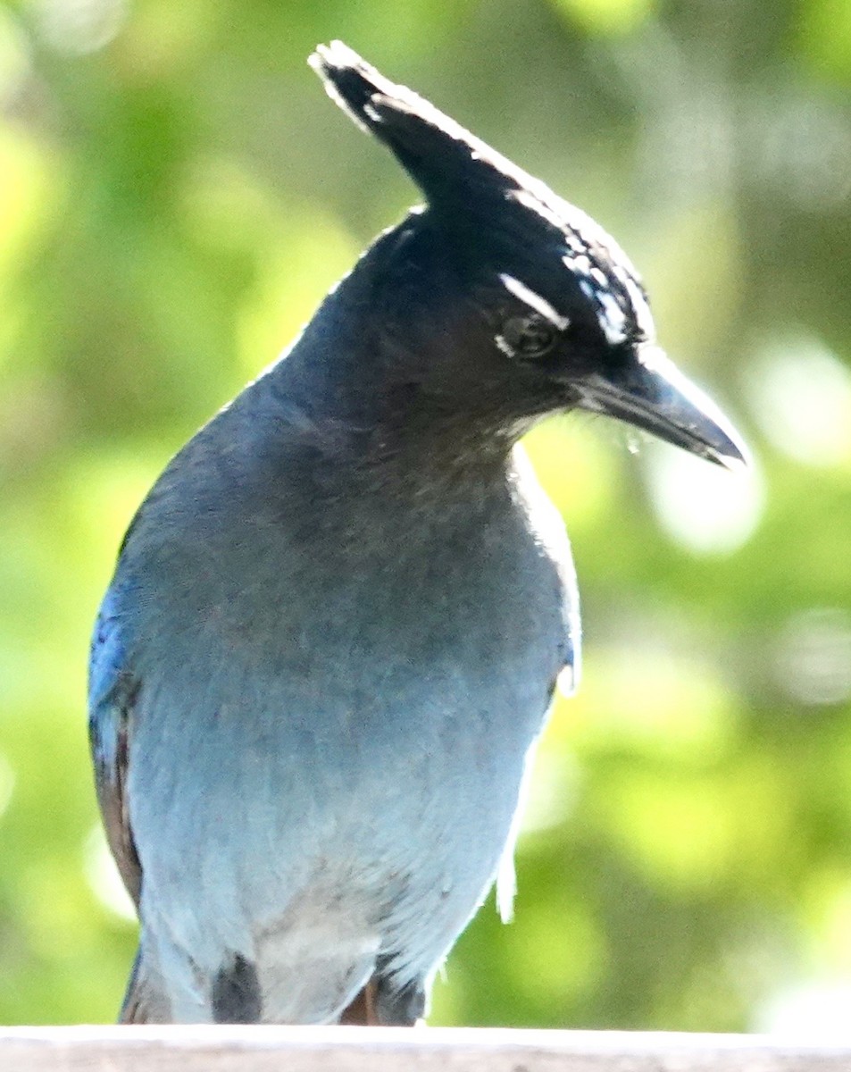 Steller's Jay - ML642859455