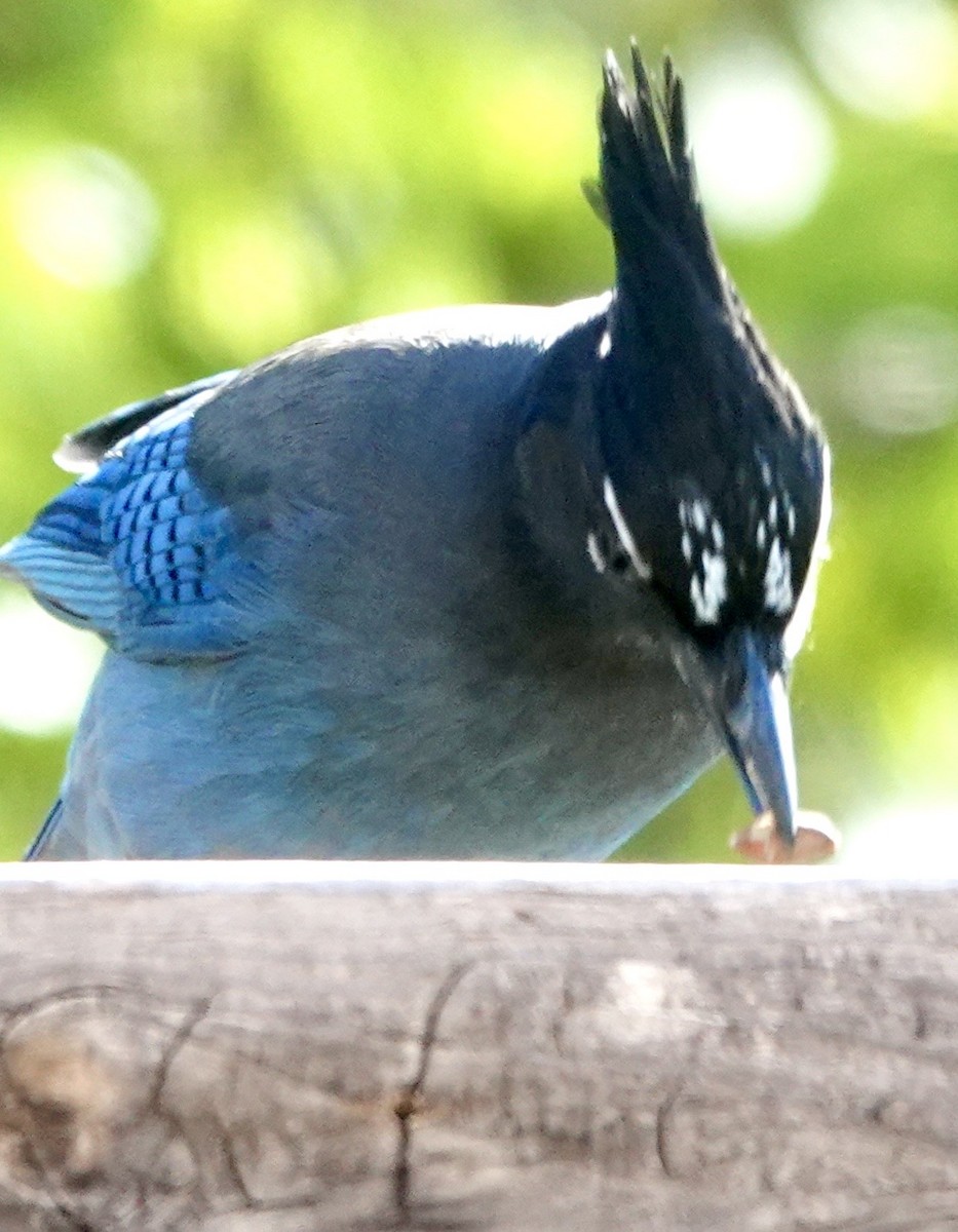 Steller's Jay - ML642859459