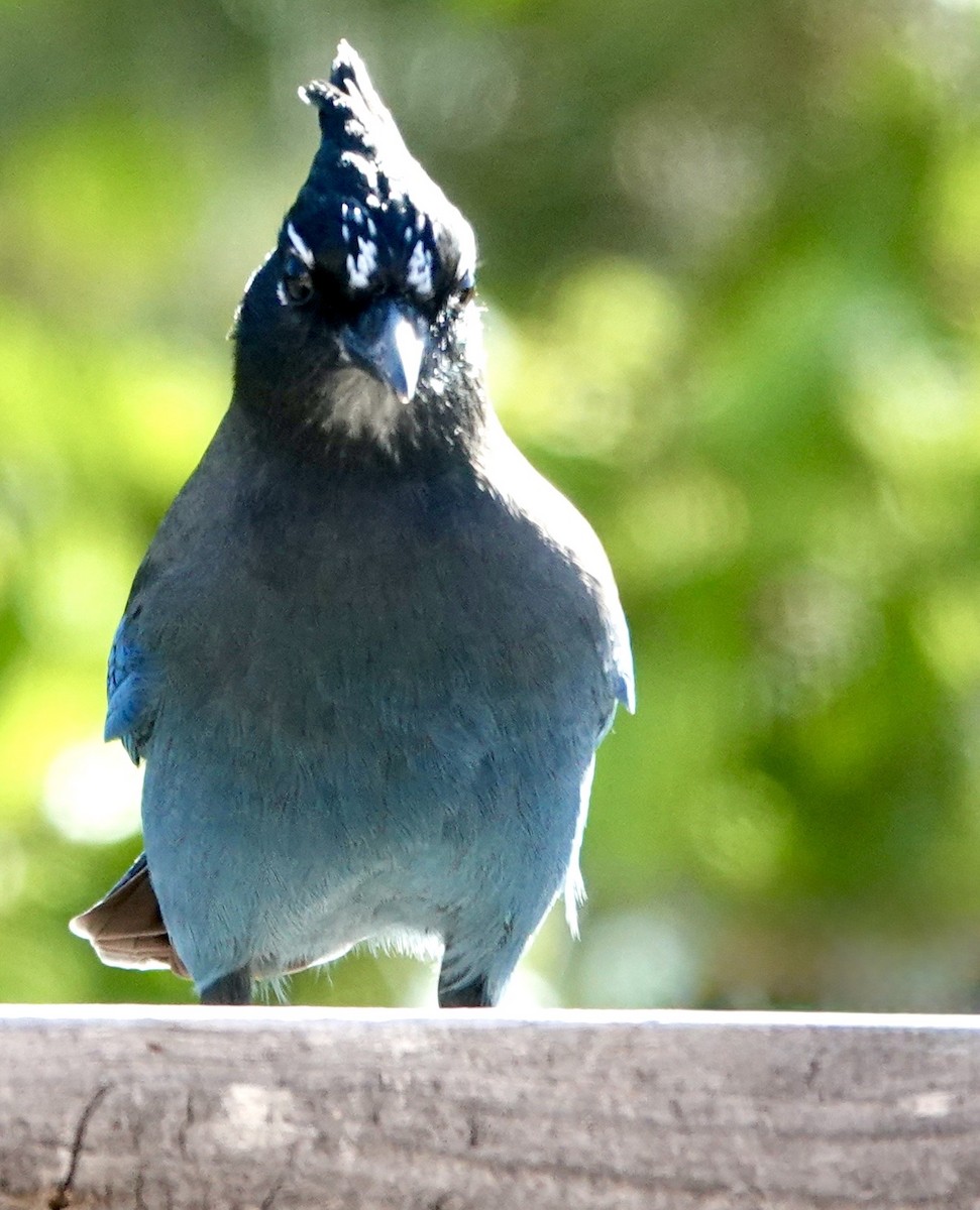 Steller's Jay - ML642859460