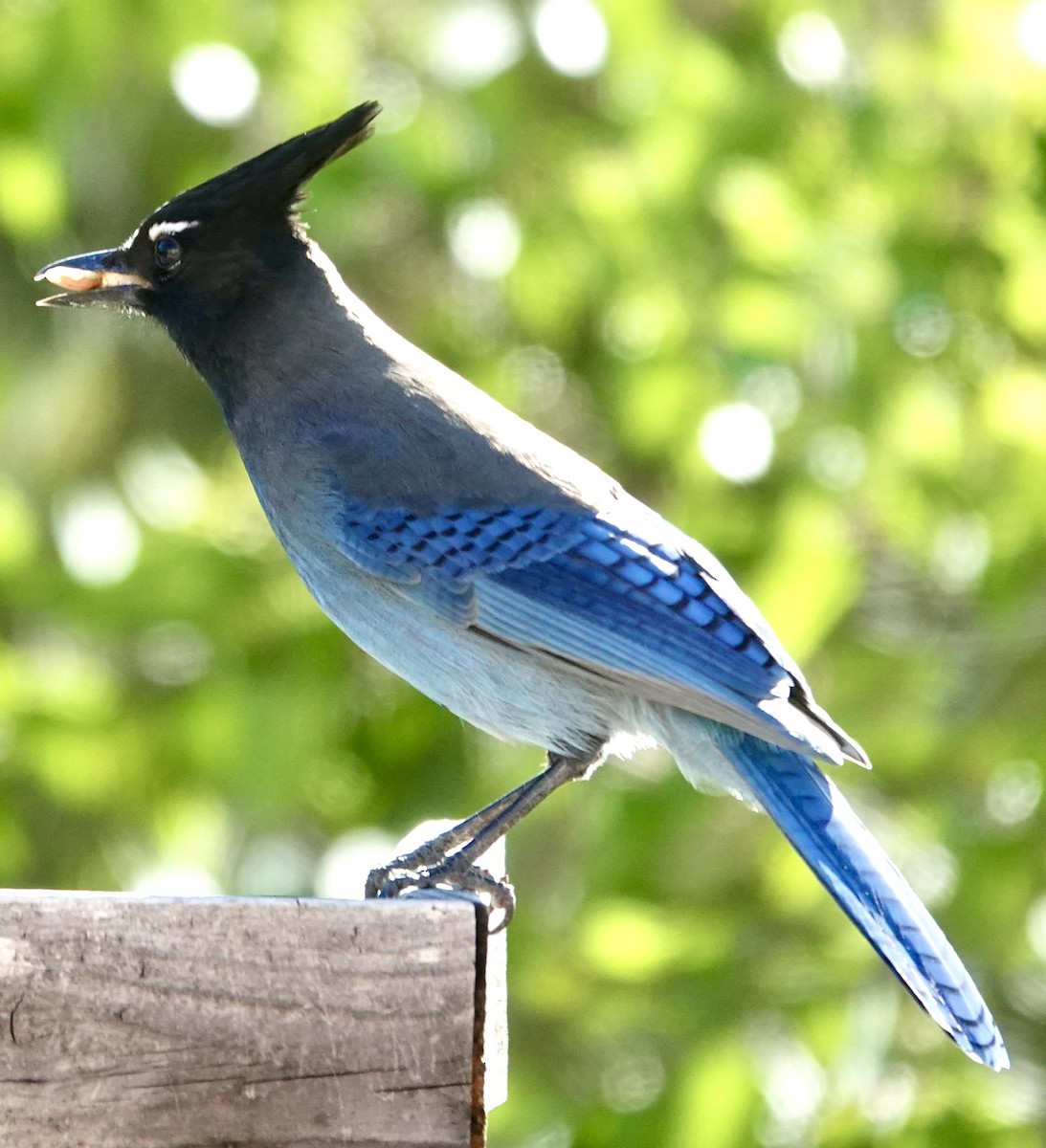 Steller's Jay - ML642859463