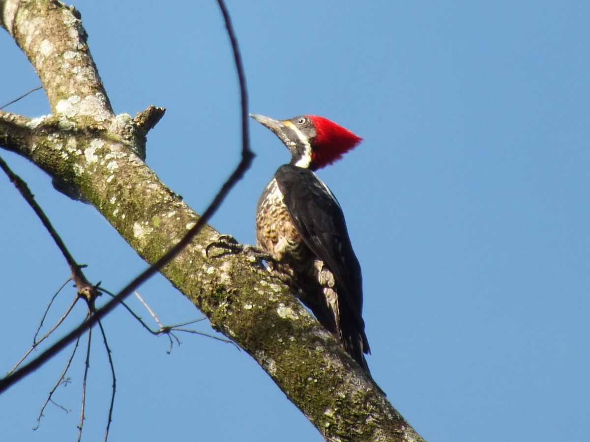 Lineated Woodpecker - ML642859467