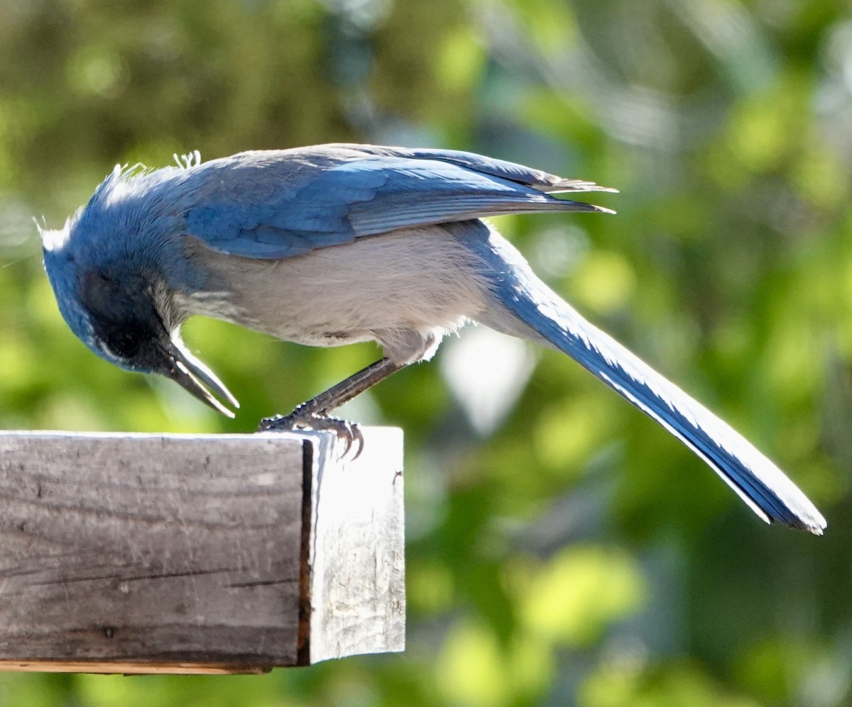 Steller's Jay - ML642859468