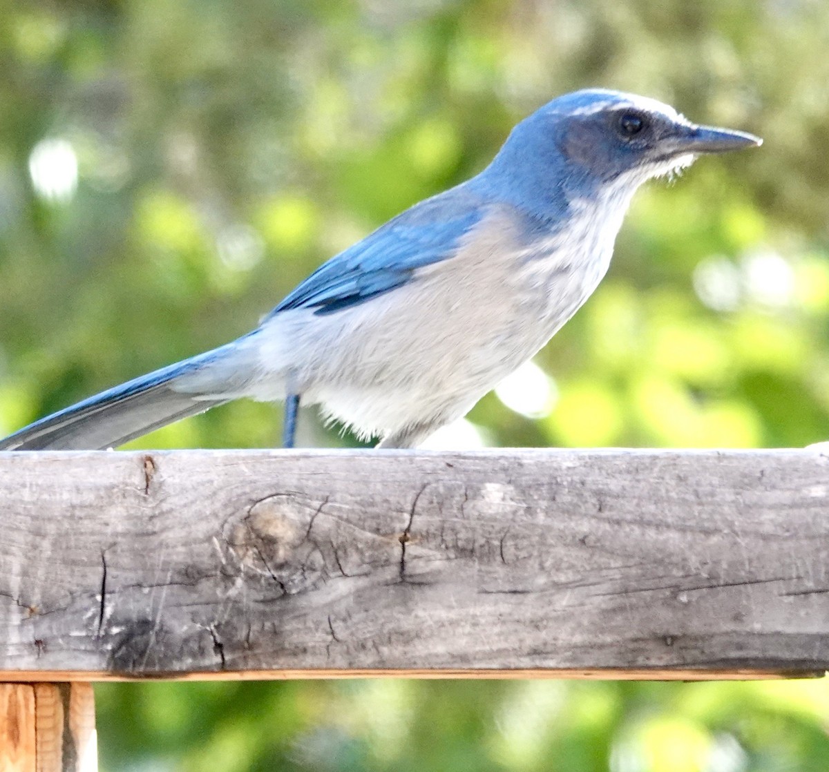 Woodhouse's Scrub-Jay - ML642859482