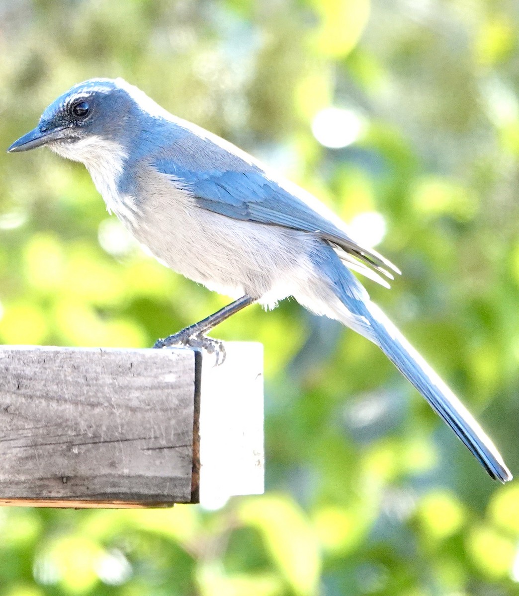 Woodhouse's Scrub-Jay - ML642859491