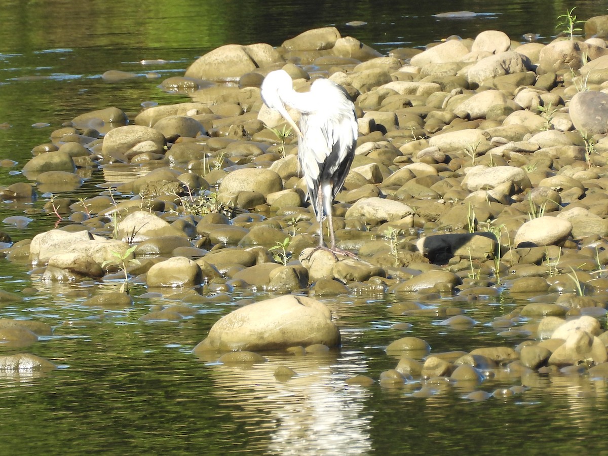 蒼鷺 - ML642859494