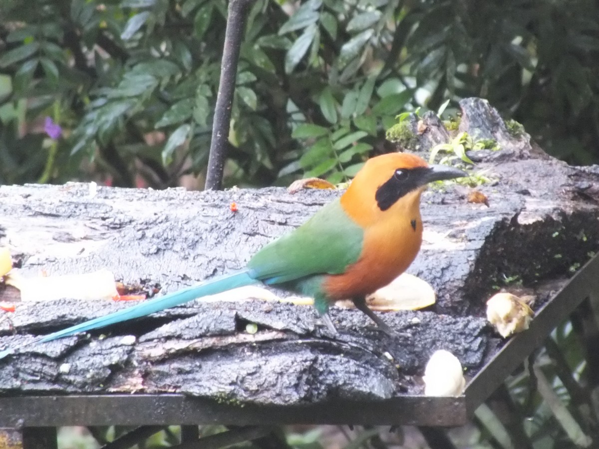 Rufous Motmot - ML642859495