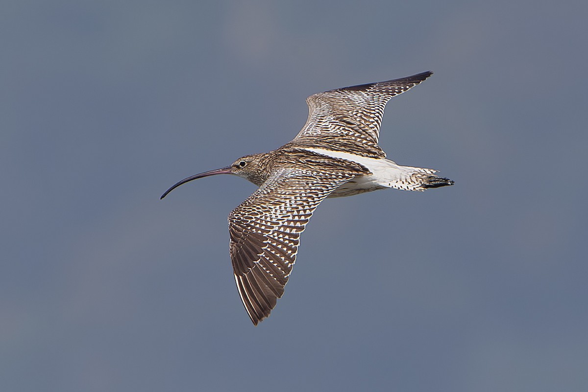 Eurasian Curlew - ML642859519