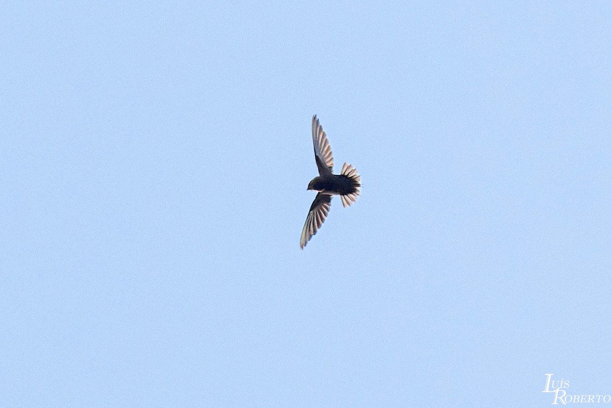 Gray-rumped Swift - ML642859521