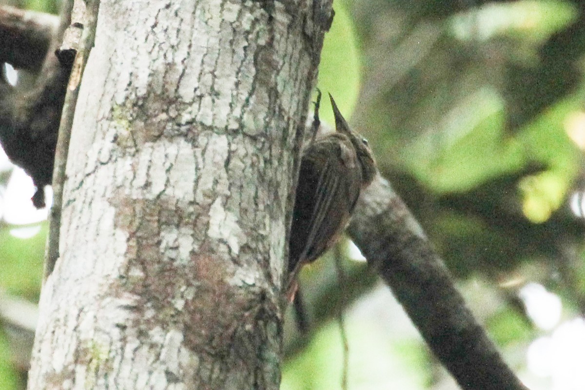 Olivaceous Woodcreeper (Amazonian) - ML642859523