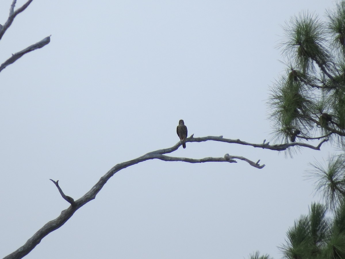 Merlin - ML642859529