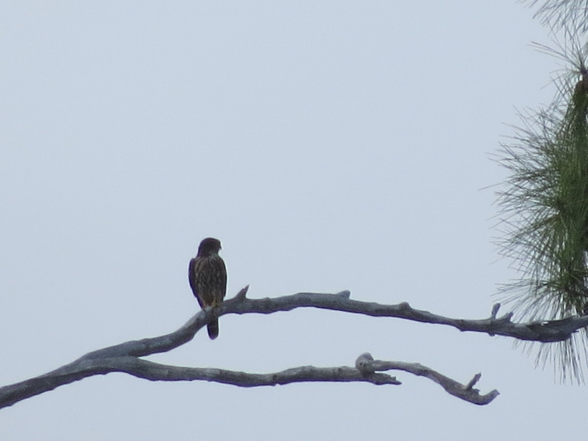 Merlin - ML642859539