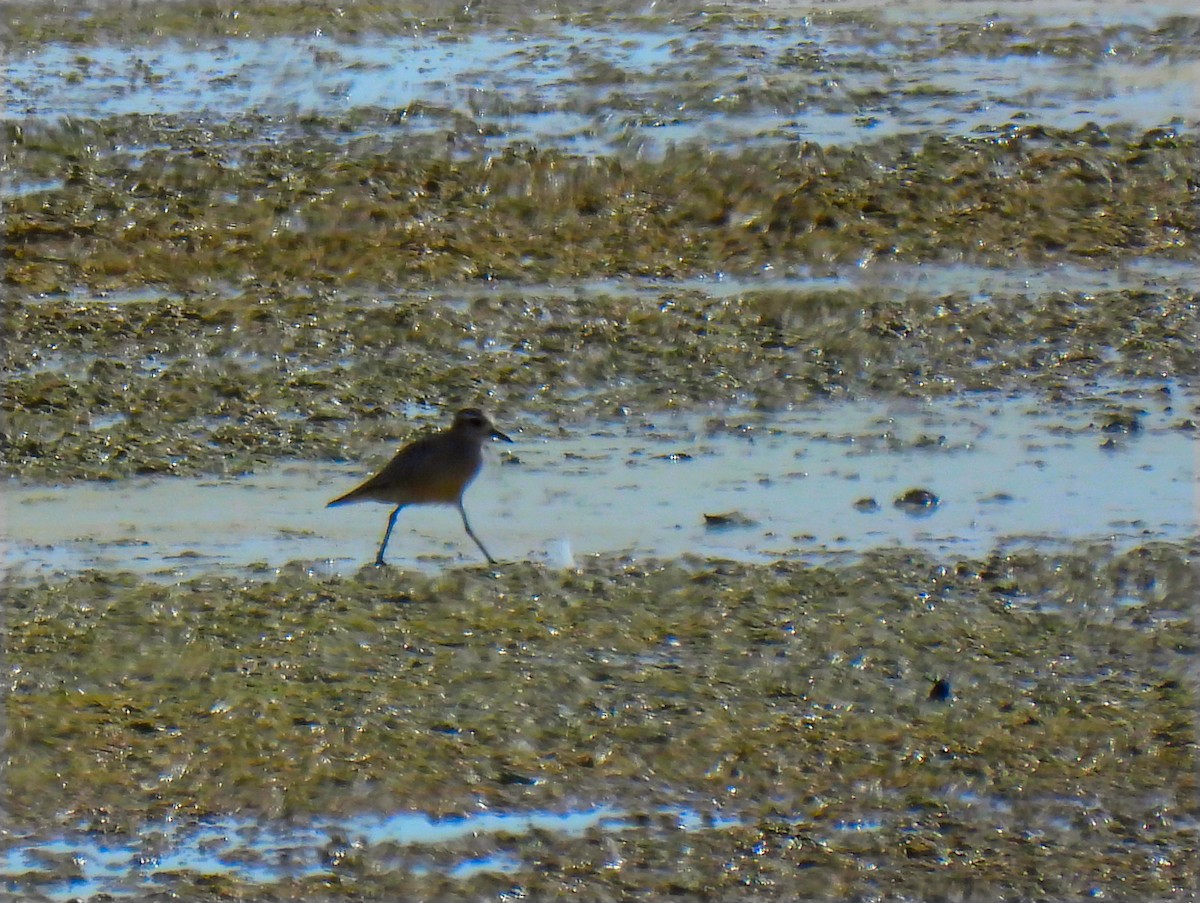 American Golden-Plover - ML642859544