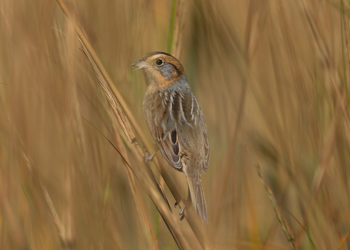 Nelson's Sparrow (Atlantic Coast) - ML642859545