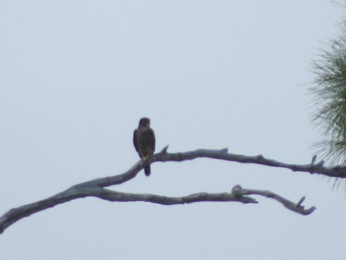 Merlin - ML642859546