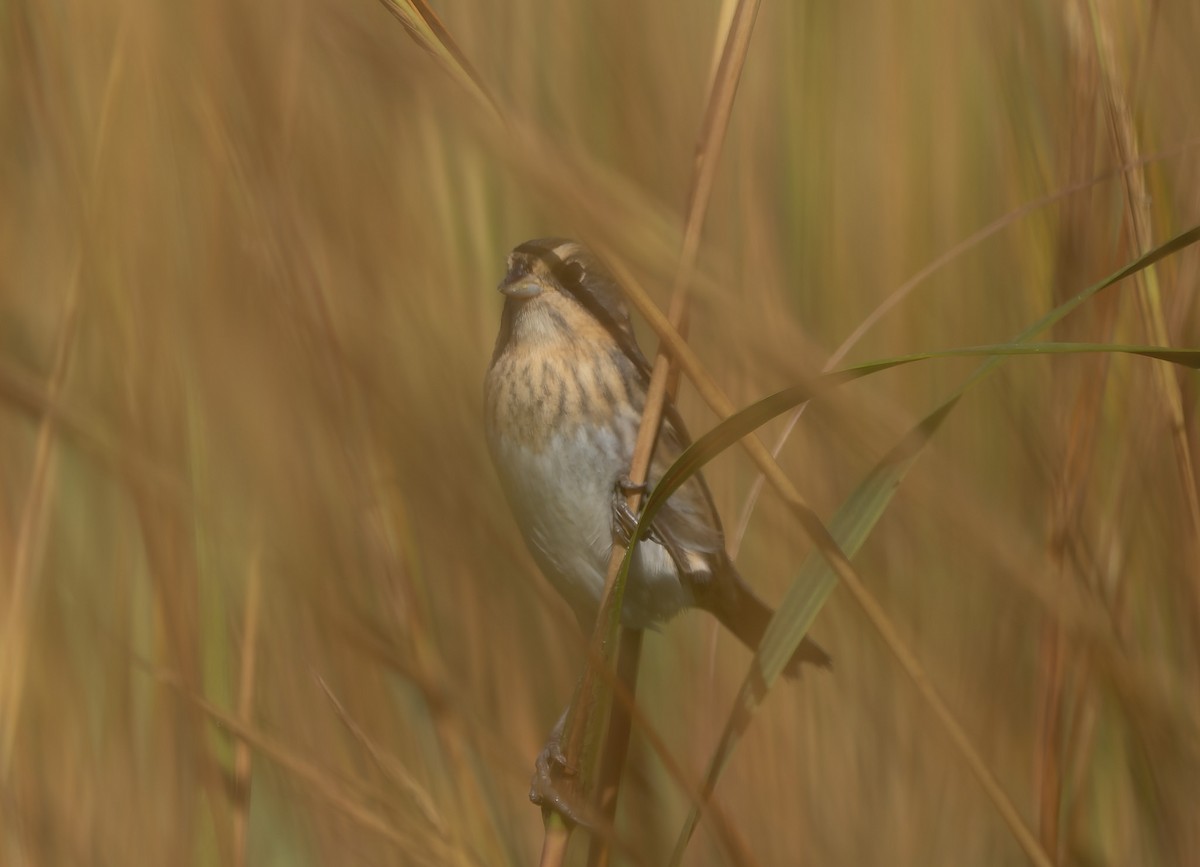 Nelson's Sparrow (Atlantic Coast) - ML642859547