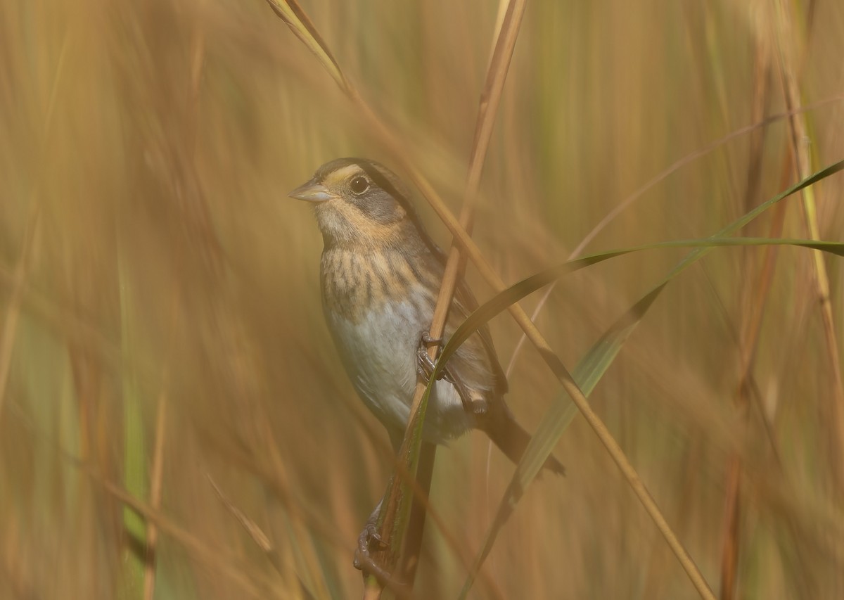 Nelson's Sparrow (Atlantic Coast) - ML642859553