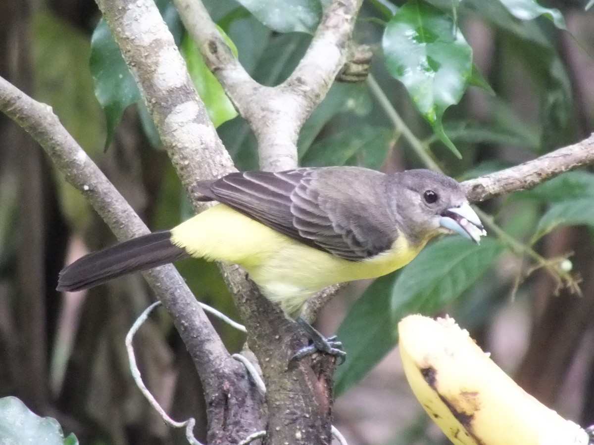 Flame-rumped Tanager - ML642859554