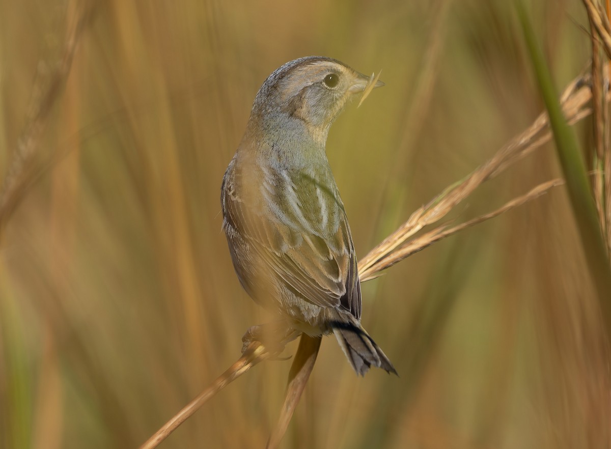 Nelson's Sparrow (Atlantic Coast) - ML642859555