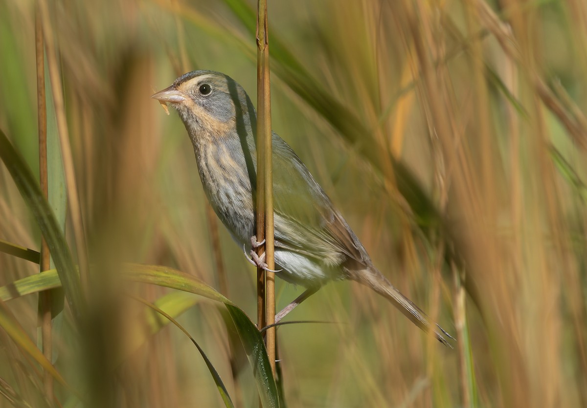 Nelson's Sparrow (Atlantic Coast) - ML642859556