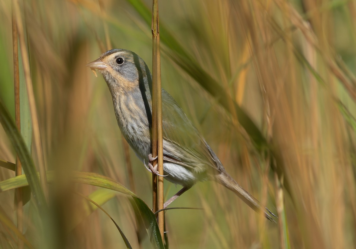 Nelson's Sparrow (Atlantic Coast) - ML642859557