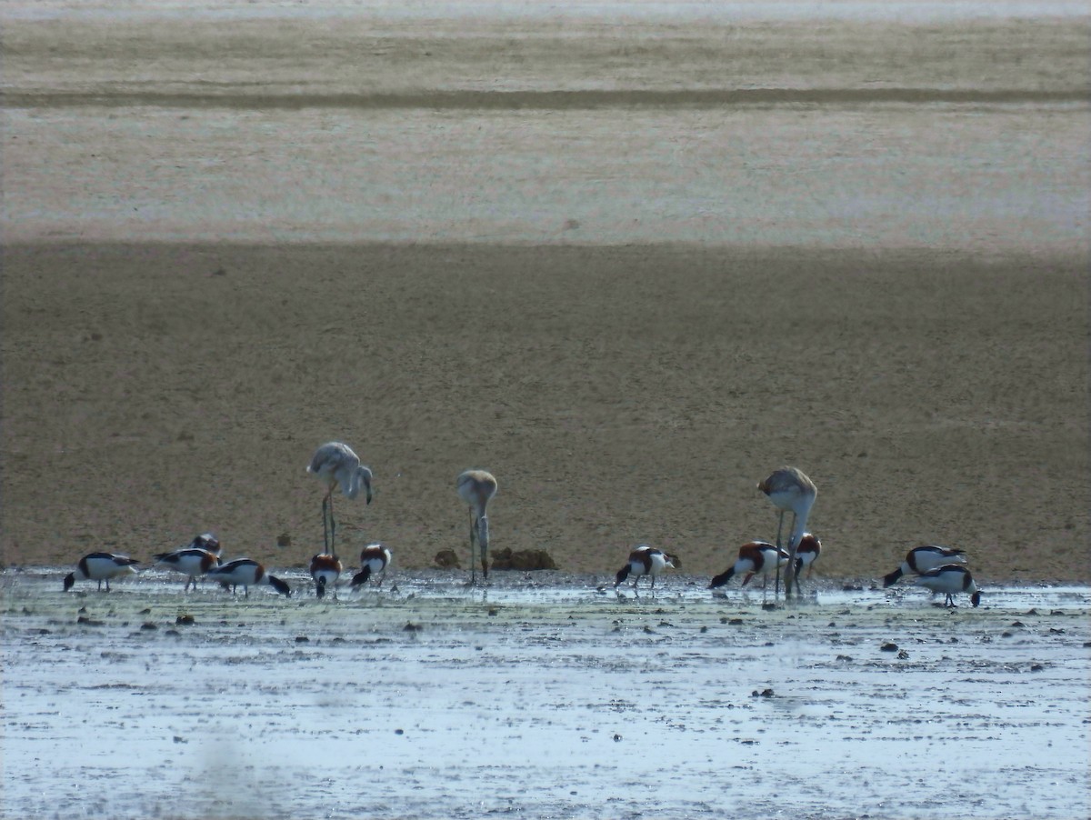 Greater Flamingo - ML642859562