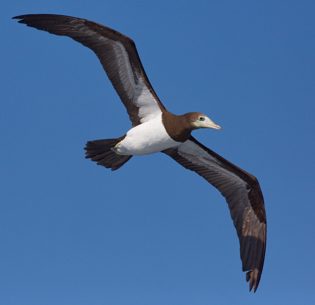 Cocos Booby - ML642859563