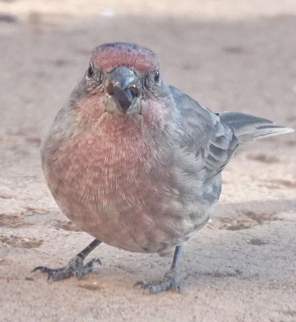 House Finch - ML642859565