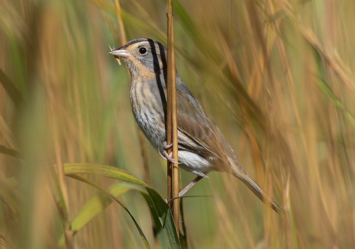 Nelson's Sparrow (Atlantic Coast) - ML642859567