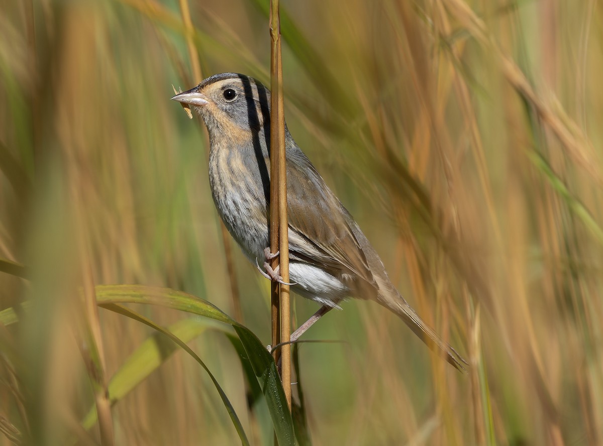 Nelson's Sparrow (Atlantic Coast) - ML642859568
