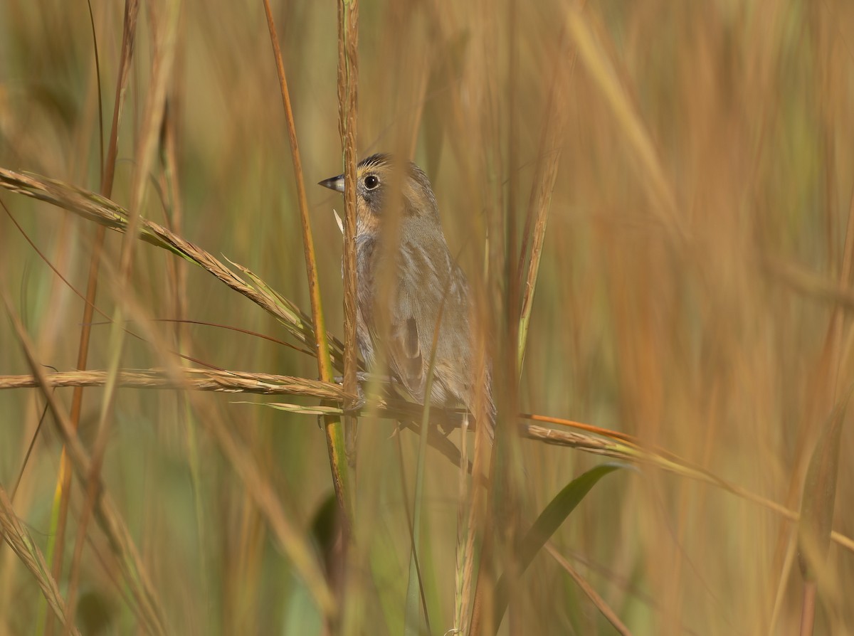Nelson's Sparrow (Atlantic Coast) - ML642859569