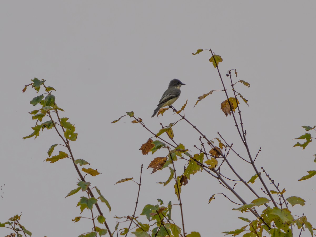 Yellow-bellied Flycatcher - ML642859570