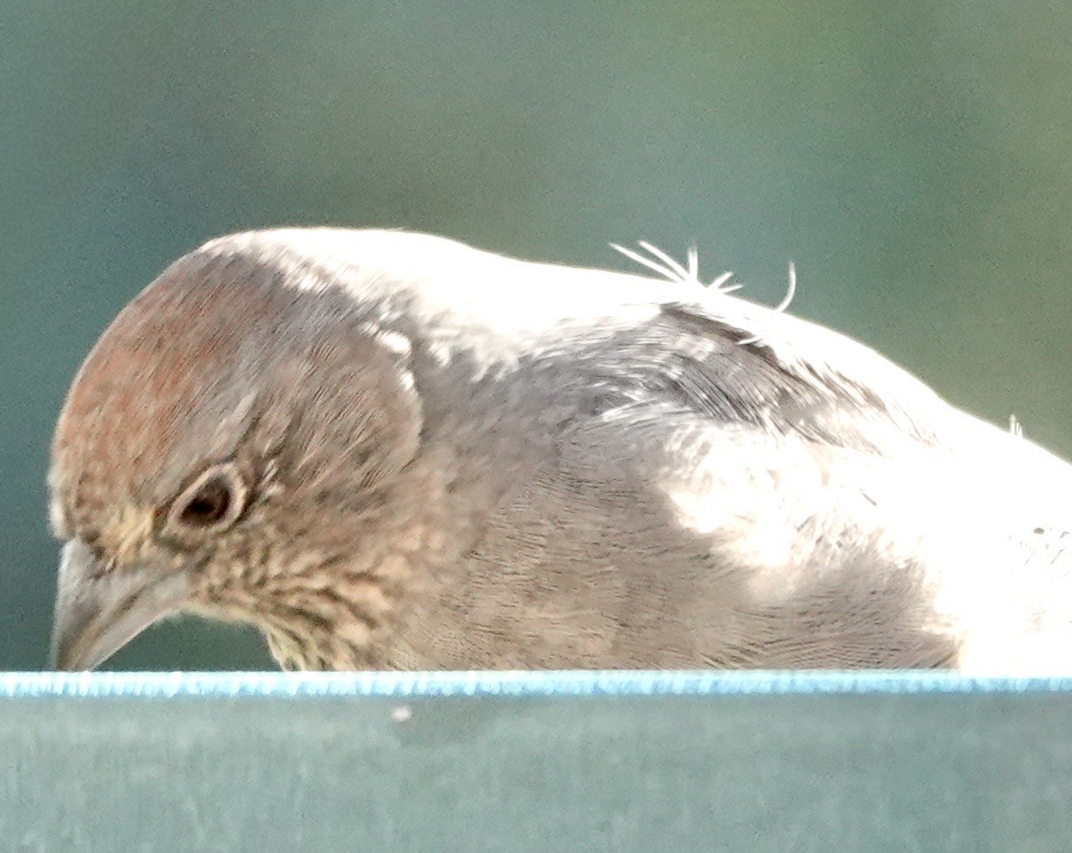 Canyon Towhee - ML642859579