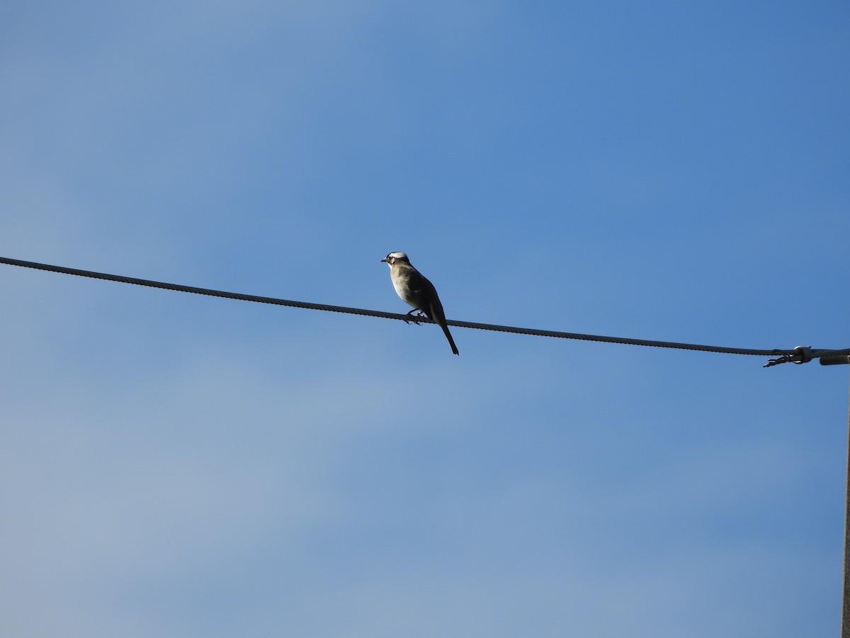 Light-vented Bulbul - ML642859580