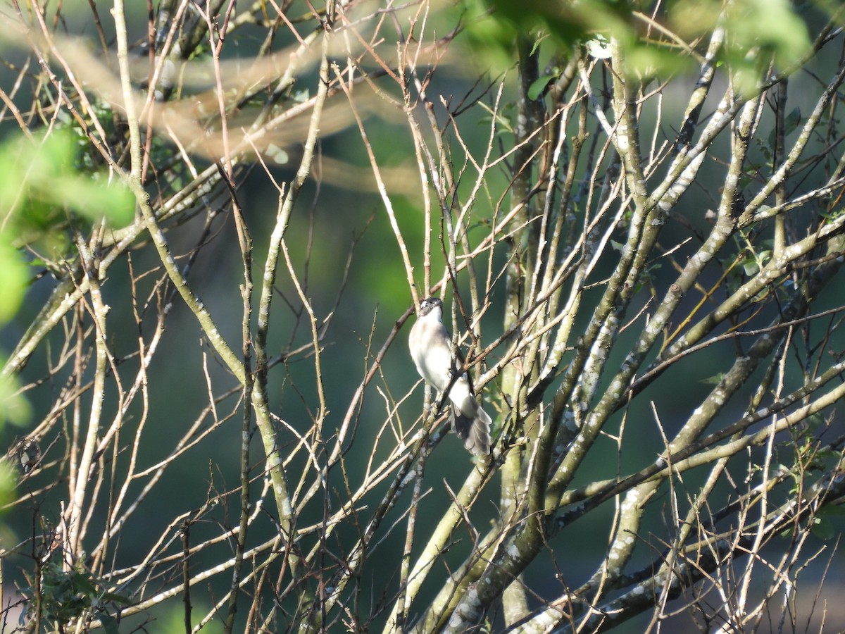 Light-vented Bulbul - ML642859581