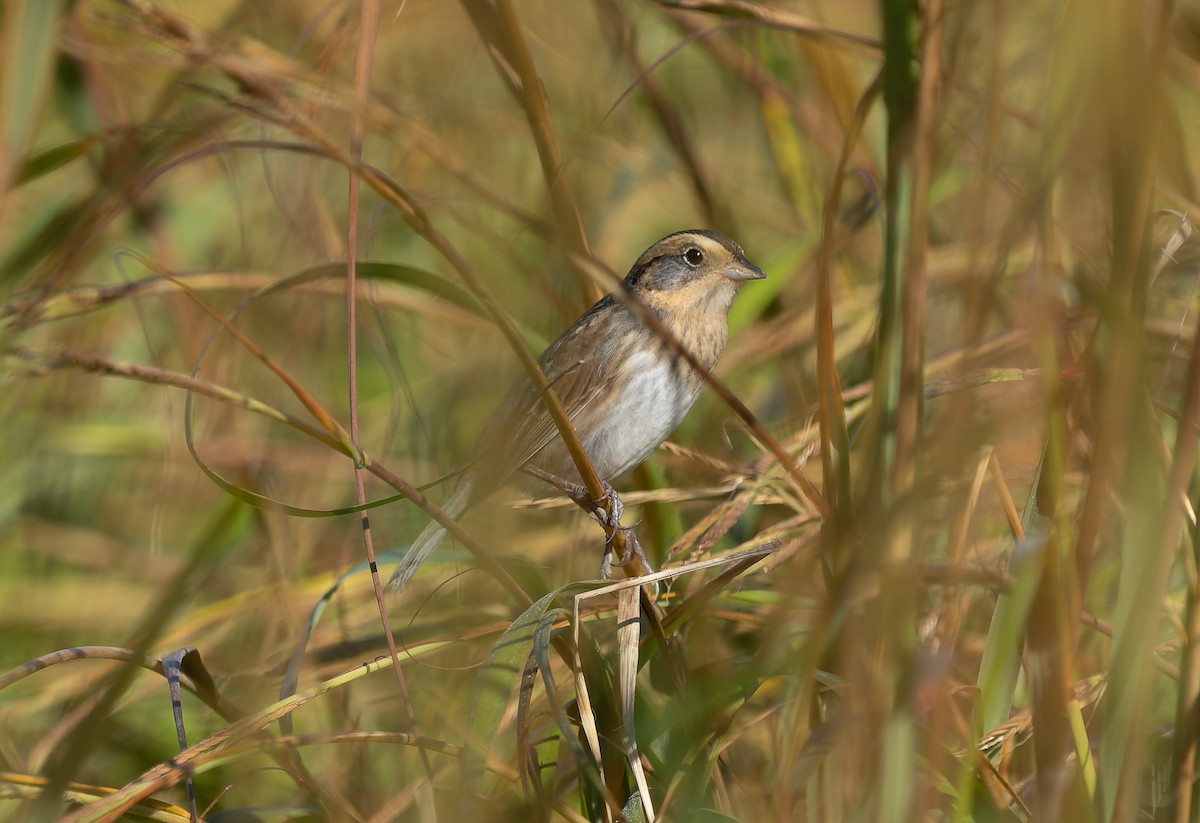 Nelson's Sparrow (Atlantic Coast) - ML642859583