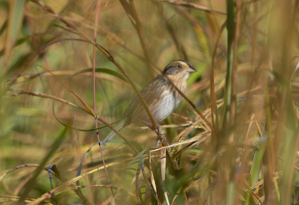 Nelson's Sparrow (Atlantic Coast) - ML642859584