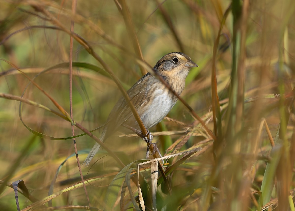 Nelson's Sparrow (Atlantic Coast) - ML642859585