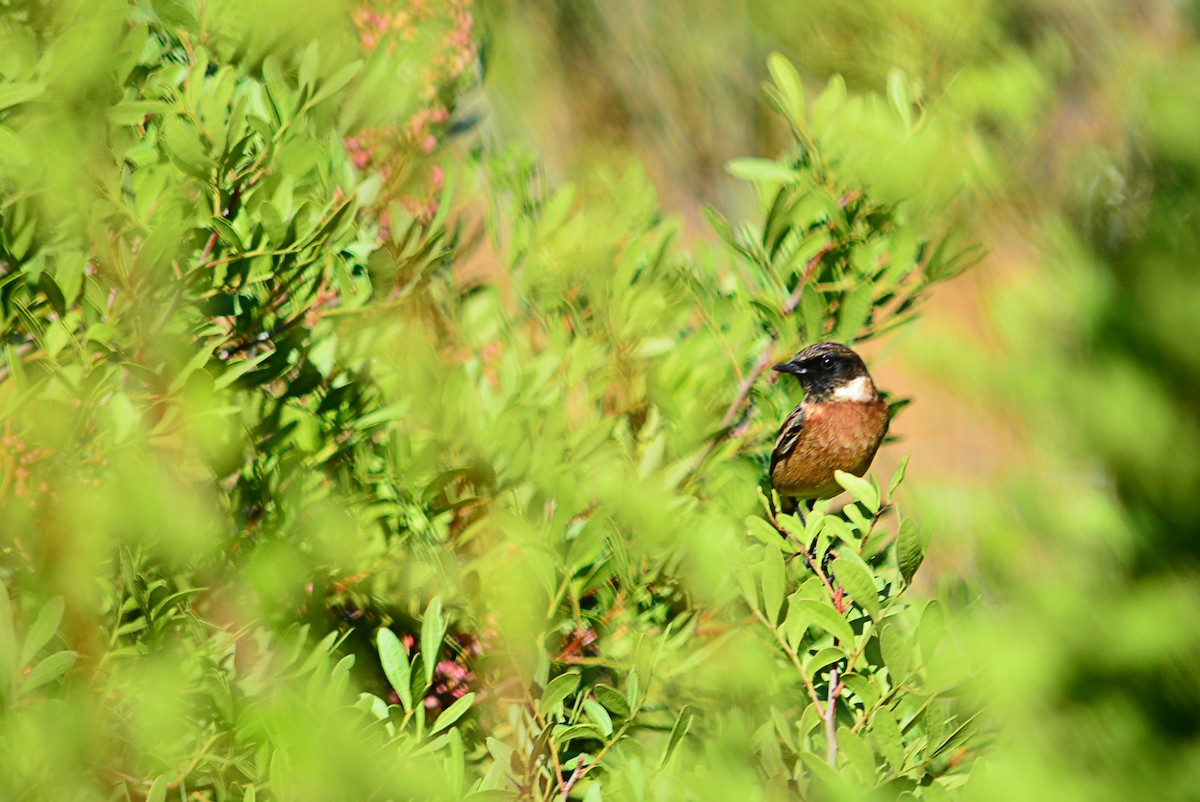 European Stonechat - ML642859589