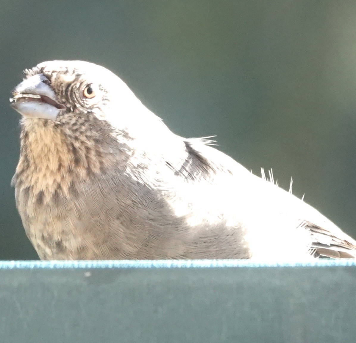 Canyon Towhee - ML642859590