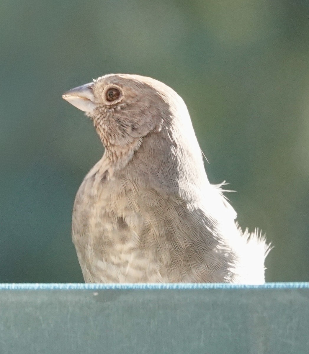 Canyon Towhee - ML642859591