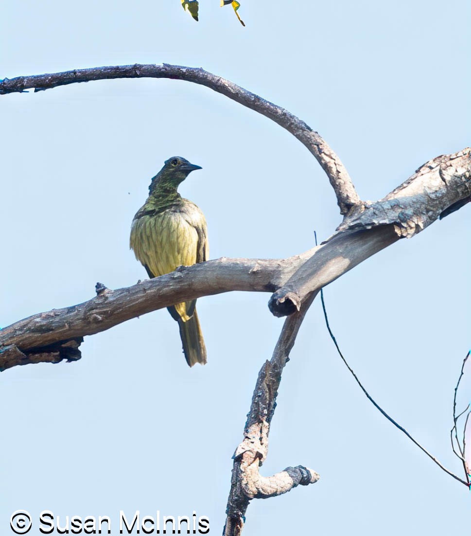 Silver-crowned Friarbird - ML642859592