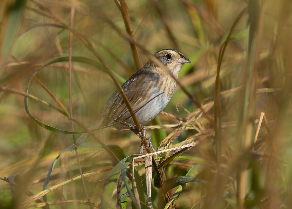 Nelson's Sparrow (Atlantic Coast) - ML642859594
